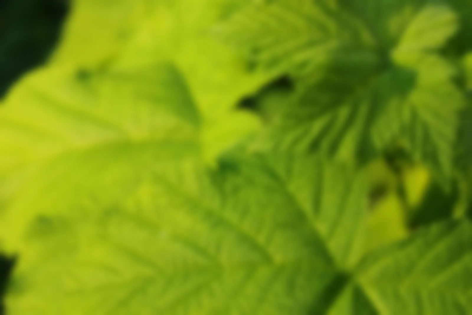 Sunlit textured leaves. Photo by Sean Courtney.